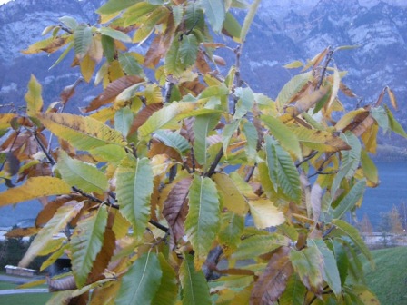 Farbenvielfalt unter den typisch gezahnten Edelkastanienblättern.
