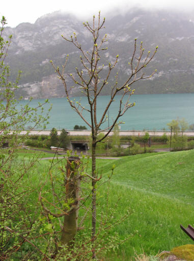 Aus der Ferne betrachteter Edelkastanienbaum Bouche de Bétizac. Das leichte Grün ist sichtbar.