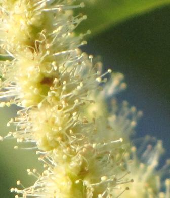 Detailansicht der männlichen Blütenkätzchen.