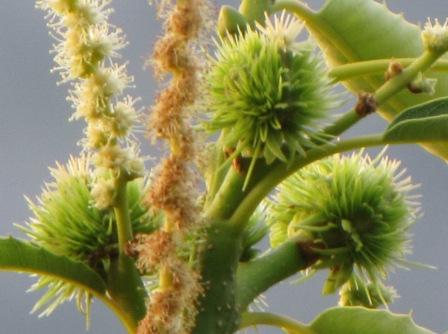 Detailaufnahme noch junger Igel. Die männlichen Blütenkätzchen werden immer brauner.