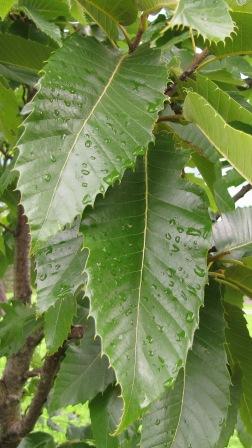 Ausgewachsene, dunkelgrüne typisch gezähnte Edelkastanienblätter voll mit Regentropfen.