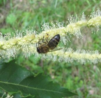 Eine Biene auf der männlichen Blüte.