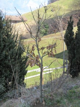 Edelkastanienbaum Brunella mit letztjährigem braunem Laub.