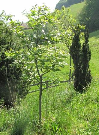 Im Vordergrund der sich gut zu entwickelnde Edelkastanienbaum Brunella, rechts im Hintergrund der grössere Bouche de Bétizac.