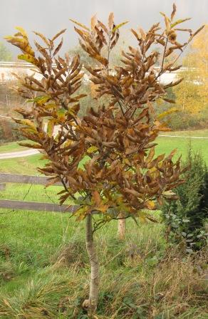 Der Brunella mit mehrheitlich braunen Blätter.