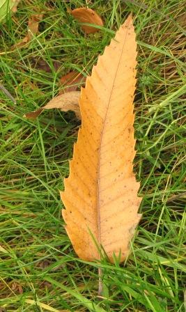 Gold-braunes Edelkastanienblatt im Gras liegend.