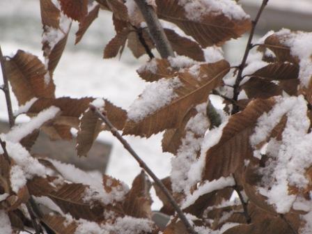 Braune Blätter mit Schneehaube.