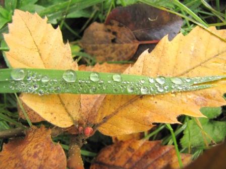 Grashalm voll Regentropfen über einem Edelkastanienblatt.