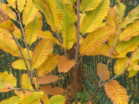 Nahaufnahme der gelb-gold-braun verfärbten Blätter.