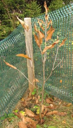 Der Wilde Edelkastanienbaum trägt nur noch wenige Blätter.