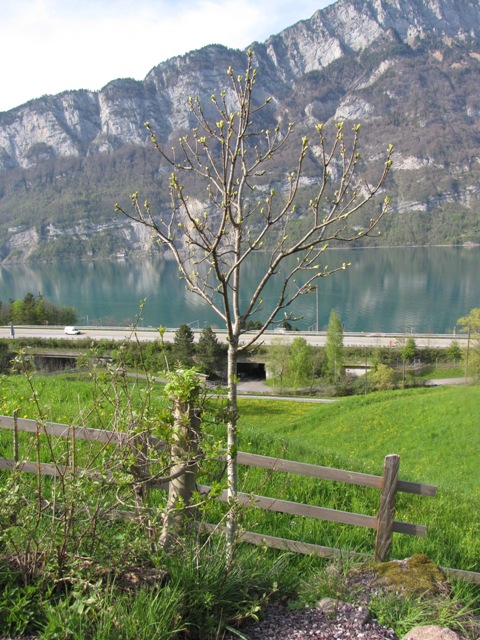 Aus der Ferne betrachteter Edelkastanienbaum Bouche de Bétizac. Das erste zarte grün ist zu sehen. Im Hintergrund der Walensee, in dem sich die Berge spiegeln.