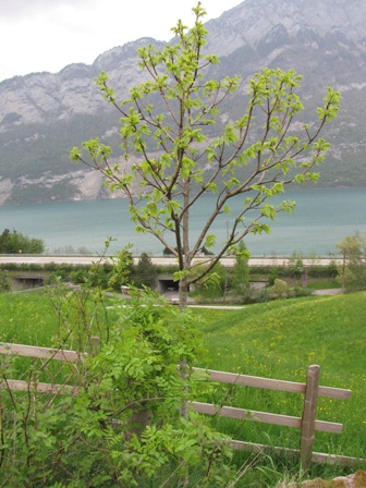 Aus der Ferne betrachteter Edelkastanienbaum Bouche de Bétizac. Zarte grüne Blätter sind zu erkennen. Im Hintergrund der Walensee.