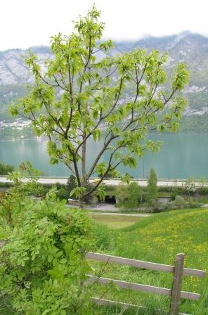 Aus der Ferne betrachteter Edelkastanienbaum Bouche de Bétizac. Das Grün der Blätter ist nicht mehr zu übersehen. Im Hintergrund der Walensee.