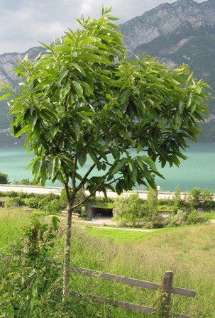 Aus der Ferne betrachteter Edelkastanienbaum Bouche de Bétizac. Im Hintergrund der Walensee.