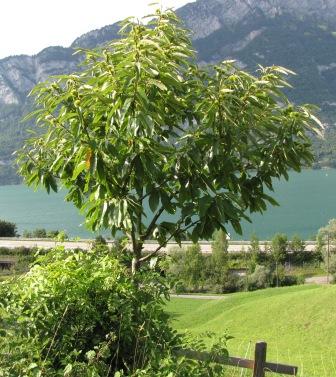 Aus der Ferne betrachteter Edelkastanienbaum Bouche de Bétizac. Im Hintergrund der Walensee und die Berge.