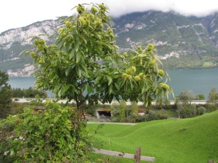 Aus der Ferne betrachteter Edelkastanienbaum Bouche de Bétizac, behangen mit vielen Igeln. Im Hintergrund der Walensee und die Berge.