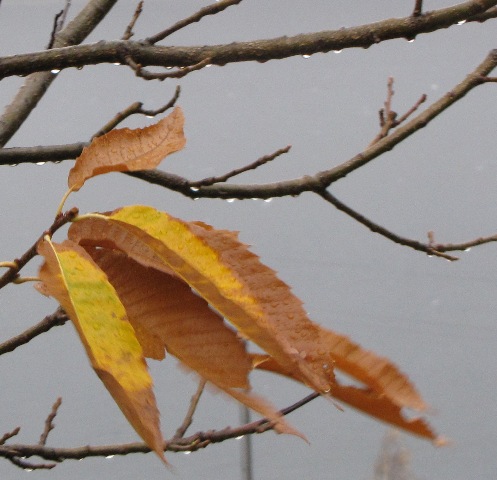 Regennass hängen die letzten Blätter noch am Baum.