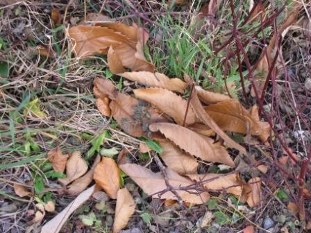 Braune Edelkastanienblätter am Boden liegend.