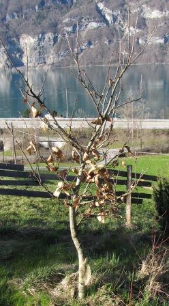 Aus der Ferne betrachteter Edelkastanienbaum Brunella. Er sieht immer noch kahl aus. Ein paar letztjährige Blätter sind noch geblieben.