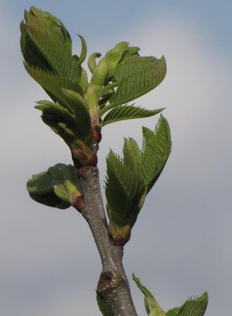 Detailansicht: Mehrere Blätter im Wachstum.