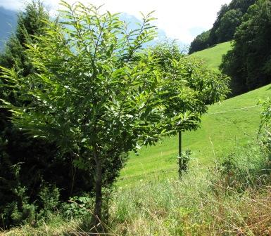 Aus der Ferne betrachteter Edelkastanienbaum Brunella.