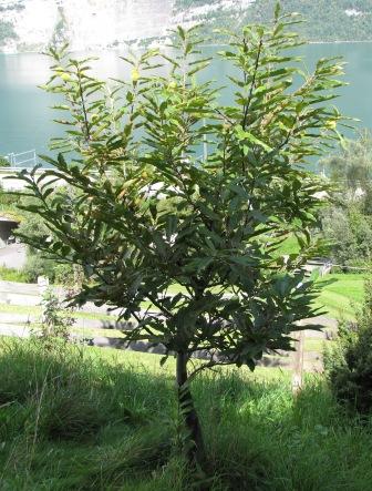 Aus der Ferne betrachteter Edelkastanienbaum Brunella, der halb im Schatten und halb in der Sonne steht.