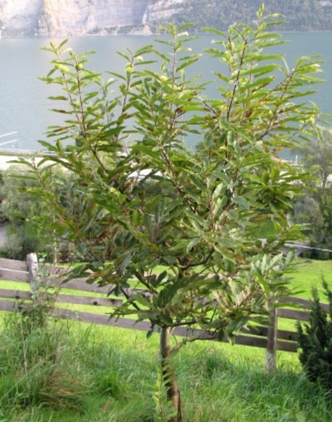 Aus der Ferne betrachteter Edelkastanienbaum Brunella. Die erste leichte herbstliche Verfärbung der Blätter ist zu sehen.