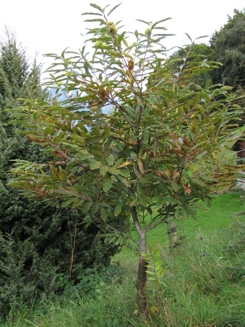 Aus der Ferne betrachteter Edelkastanienbaum Brunella mit leichten herbstlichen Farben.