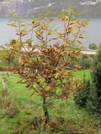 Aus der Ferne betrachteter Edelkastanienbaum Brunella, der sein Herbstlaub verliert.
