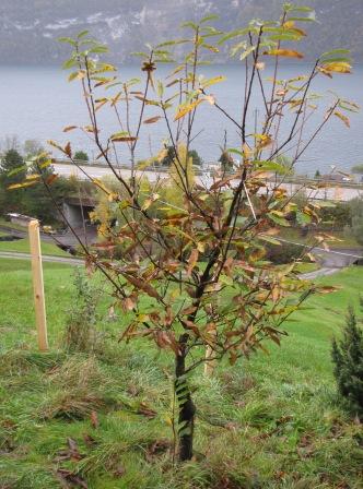 Aus der Ferne betrachteter Edelkastanienbaum Brunella, der schon viel seines Laubes verlohren hat.