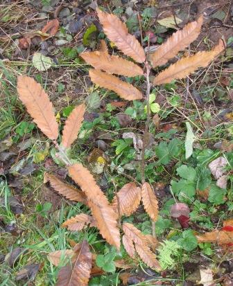 Der Junge Edelkasranienbaum in der Vogelperspektive mit sienen braunen Blätter.