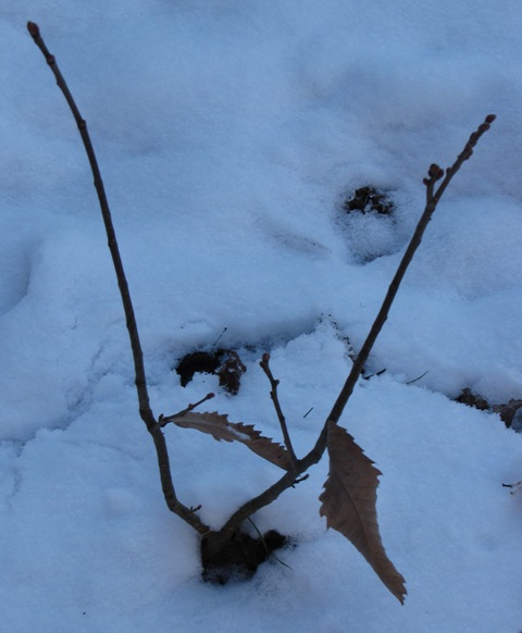 Der Junge, der noch zwei Blätter tr�gt, steht im Schnee.