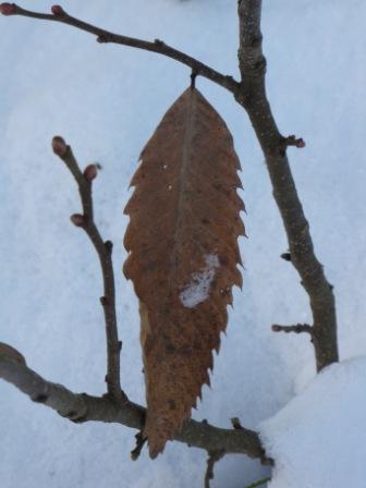 Nahaufnahme eines Edelkastanienblatt, dass leicht mit Schnee bedeckt ist.