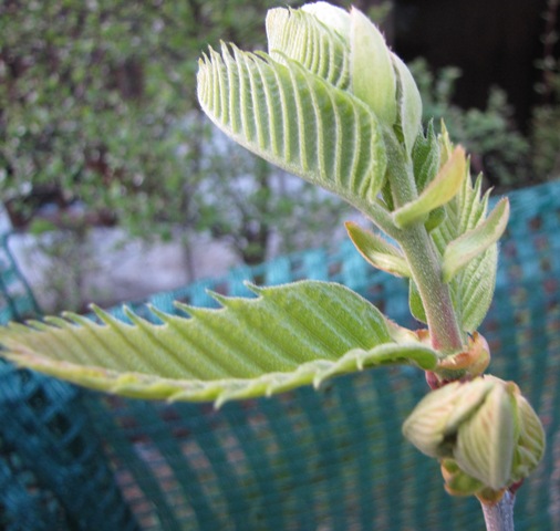 Detailansicht eines sehr jungen Edelkastanienblatts. Sehr gut zu erkennen der typisch gez�hnten Rand.
