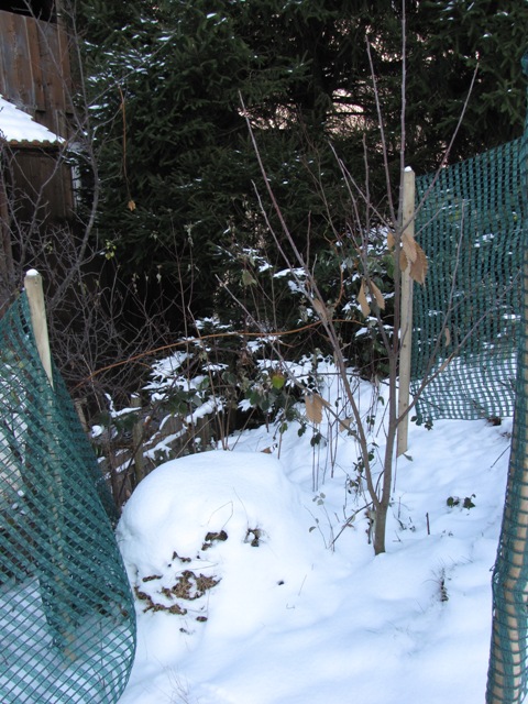Nur noch wenige Blätter zieren den im Schnee stehenden Edelkastanienbaum.