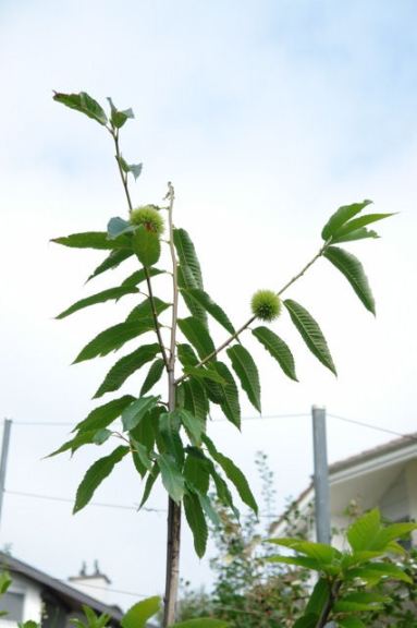 Dieser Edelkastanienbaum der Sorte Maraval trägt zwei Früchte.