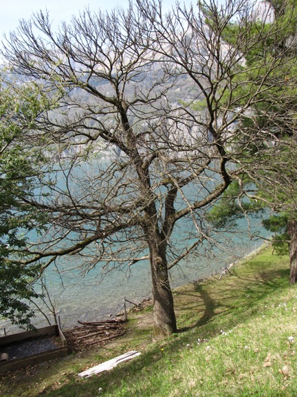 Unmittelbar in Ufernähe des Walensees steht dieser Ehrwürdige, stämmige Edelkastanienbaum.