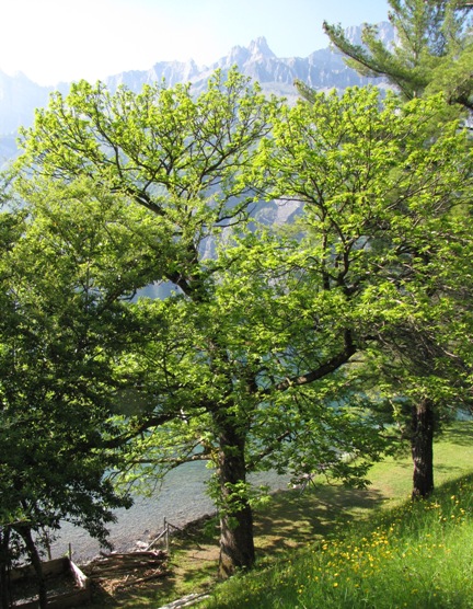 Unmittelbar in Ufernähe des Walensees steht dieser Ehrwürdige, stämmige Edelkastanienbaum. Gut sichtbar, das Wachstum der Blätter und männlichen Blütenstängel.