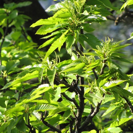 Die dunkle Farbe des Edelakstanienholz steht im Gegensatz zu dem hellen Grün der Blätter. Auch hier die männlichen Blütenstängel im Wachstum.