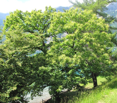 Edelkastanienbaum (castanea sativa) am Ufer des Walensees aus Distanz betrachtet.