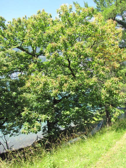 Edelkastanienbaum (Castanea sativa) am Ufer des Walensees aus Distanz betrachtet.