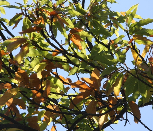 Man könnte meinen es sei Herbst, ist es jedoch nicht. Die braun verfärbten Blätter sind ein Zeichen, dass dieser Edelkastanienbaum in Mols (SG) am Walensee krank ist.