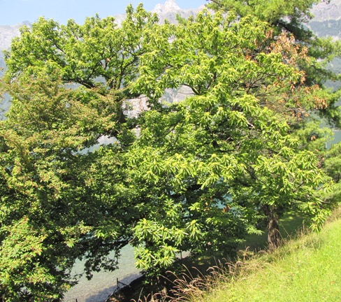 Der alte teils Kranke Edelkastanienbaum im Mols (SG) direkt am Walensee.