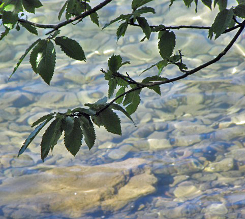 Kastanienblätter über dem Walensee.