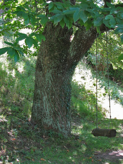 Eine einfach hergestelte Schauckel, befestigt am Edelkastanienbaum. Der Baumstamm ist mit Moos und Efeu bewachsen.