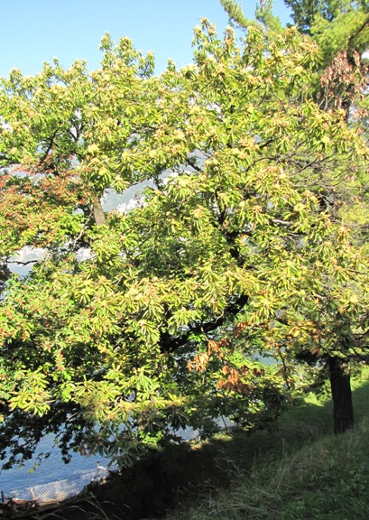 Der alte erhrwürdige Edelkastanienbaum in Mols am Walennsee.