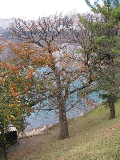 Der fast kahle Edelkastanienbaum in Mols, direkt am See.