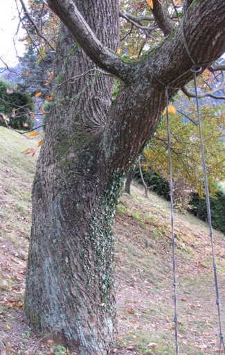 Bei diesem alten ehrwürdigen Edelakstanienbaum ist die Drehwüchsigkeit schön zu sehen.