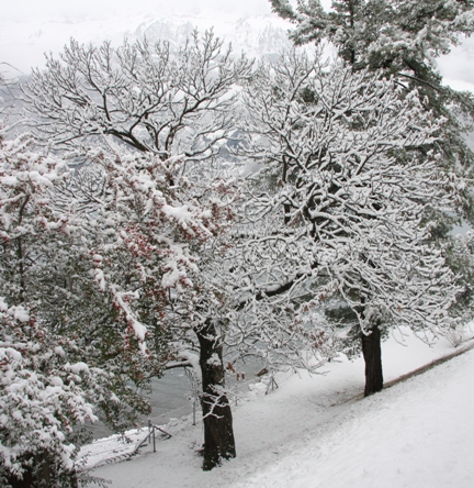 Der alte ehrwürdeige Edelkastanienbaum bedeckt mit Schnee.