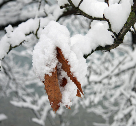 Herbst und Winter beisammen; braune Blätter bedeckt mit Schnee.